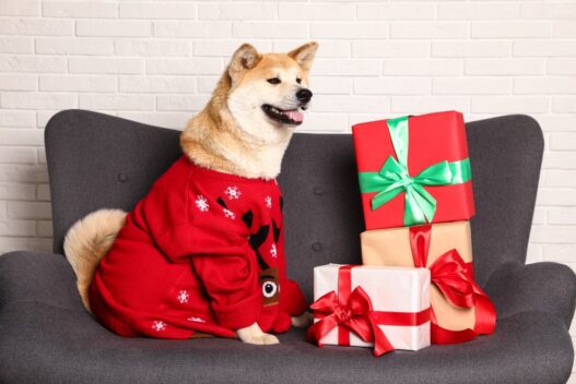 Hund i julesweater